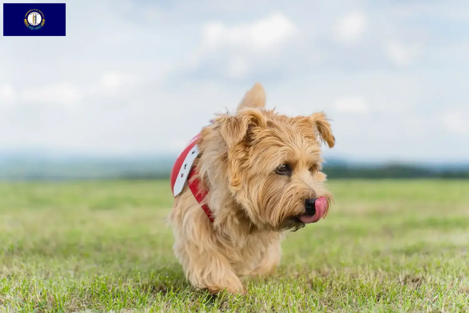Norfolk Terrier puppies and breeders Kentucky Find Norfolk Terrier breeders in Kentucky.
