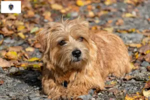 Read more about the article Norfolk Terrier breeders and puppies in Massachusetts