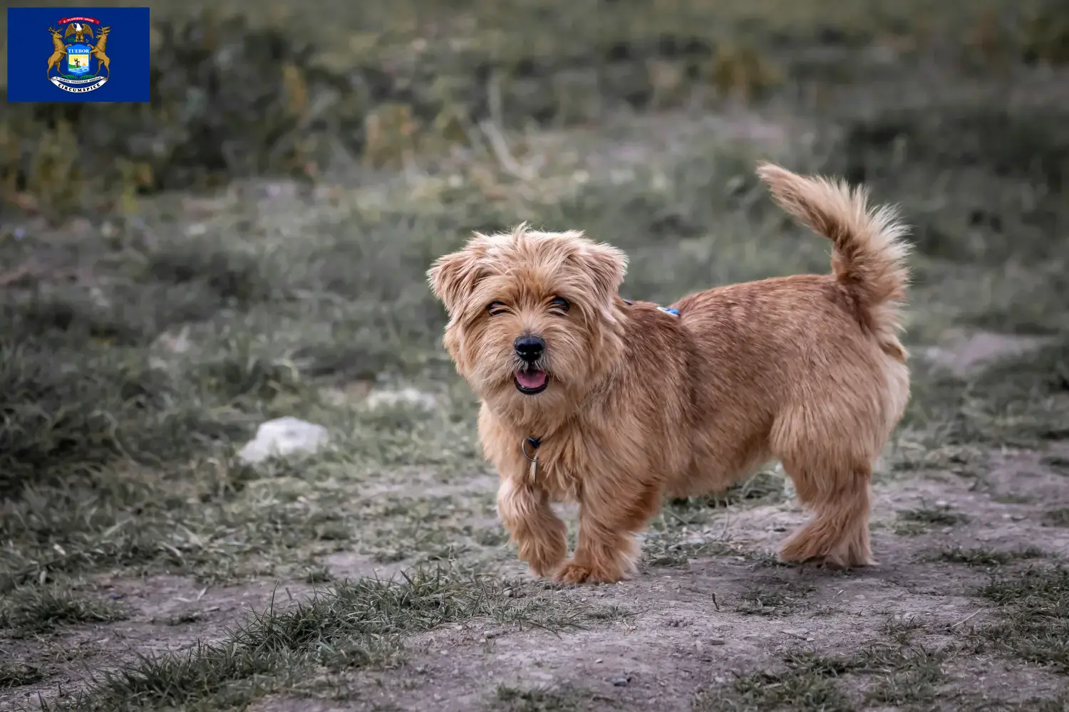 Norfolk Terrier puppies and breeders Michigan Find Norfolk Terrier breeders in Michigan.