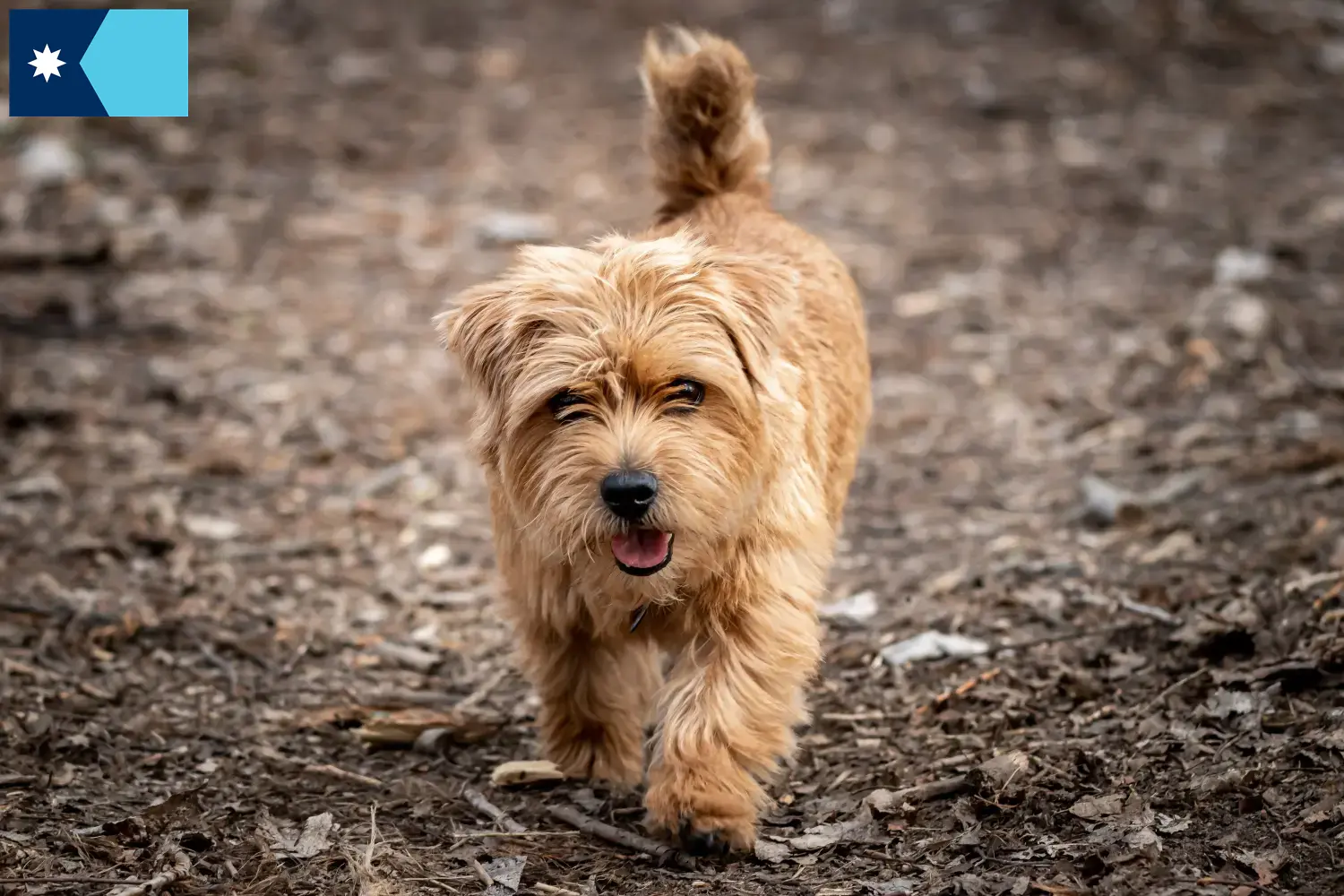 Norfolk Terrier puppies and breeders Minnesota Find Norfolk Terrier breeders in Minnesota.