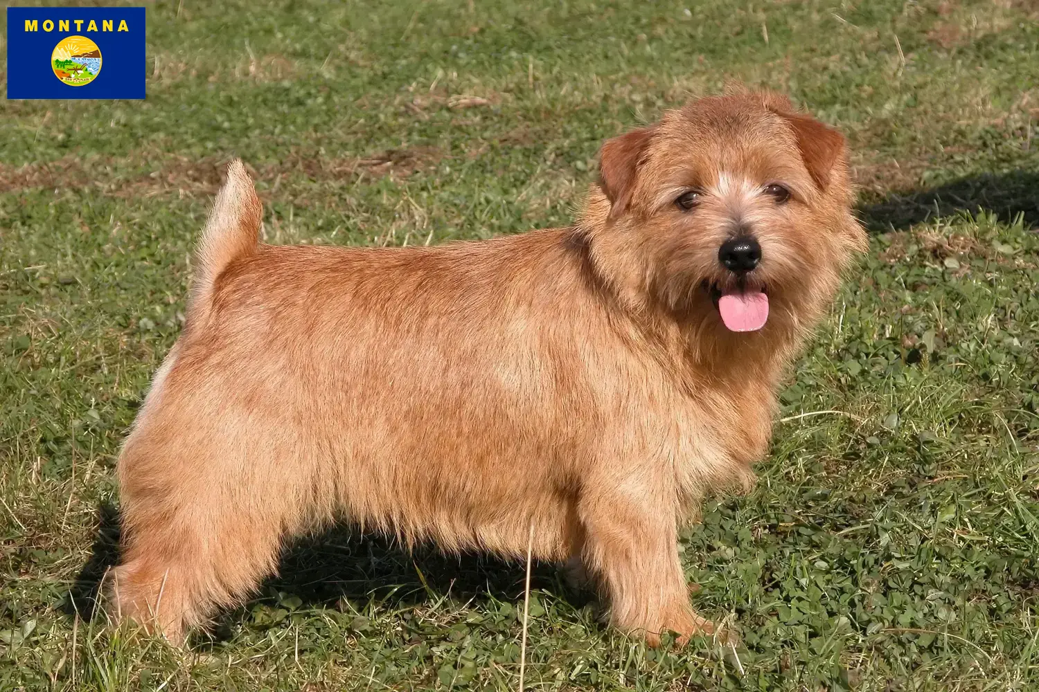 Norfolk Terrier puppies and breeder Montana Find Norfolk Terrier breeders in Montana here.