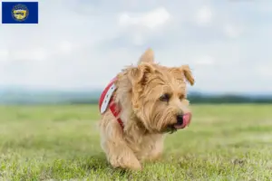 Read more about the article Norfolk Terrier breeders and puppies in Nebraska