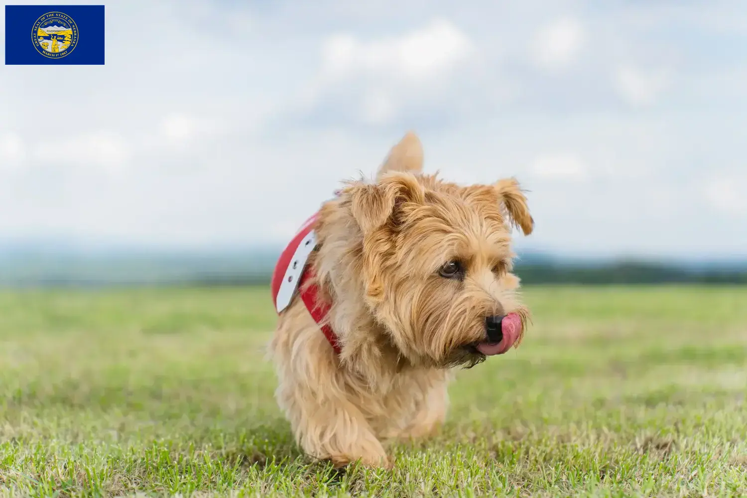 Norfolk Terrier puppies and breeders Nebraska Find Norfolk Terrier breeders in Nebraska.
