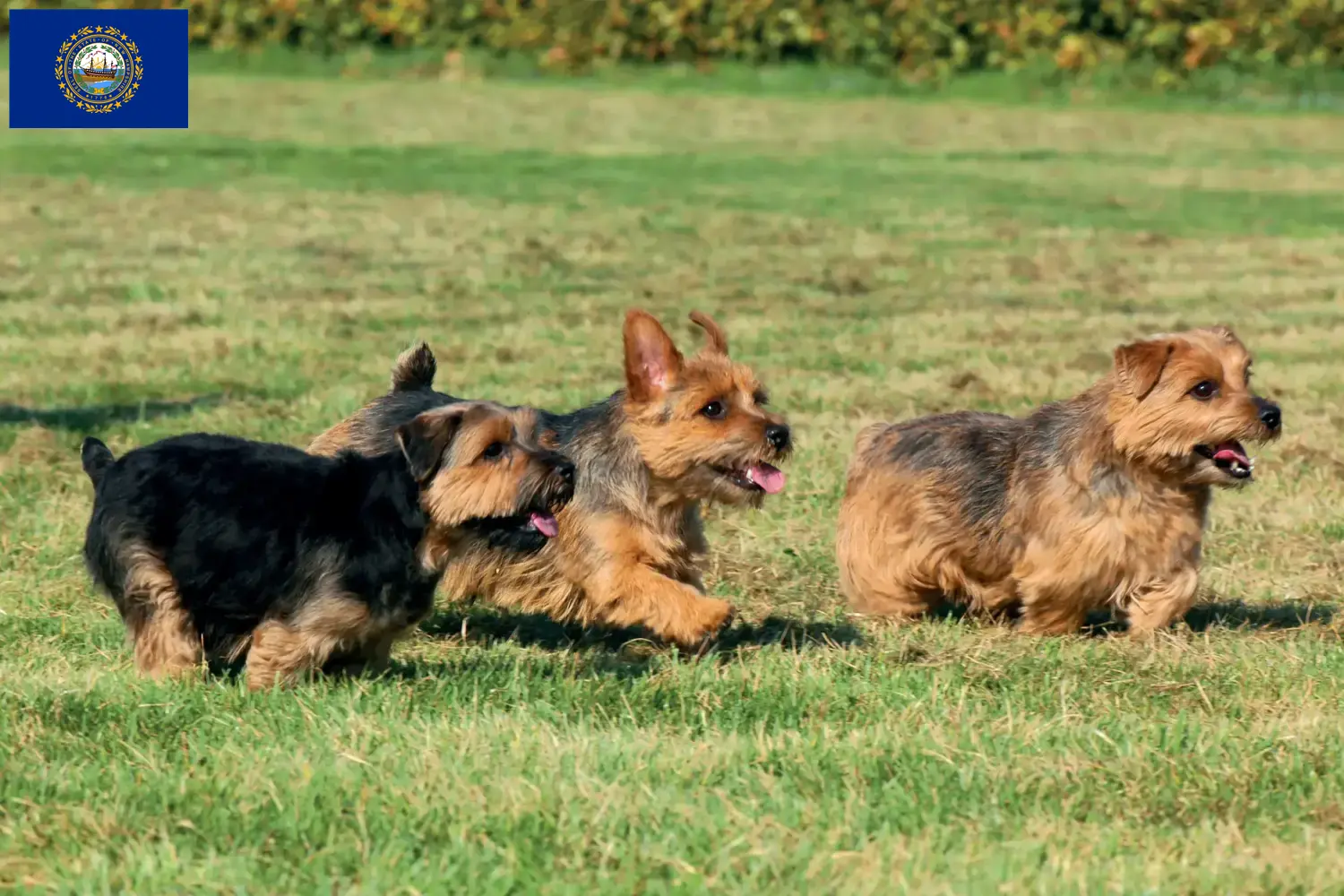 Norfolk Terrier puppies and breeders New Hampshire Find Norfolk Terrier breeders in New Hampshire.