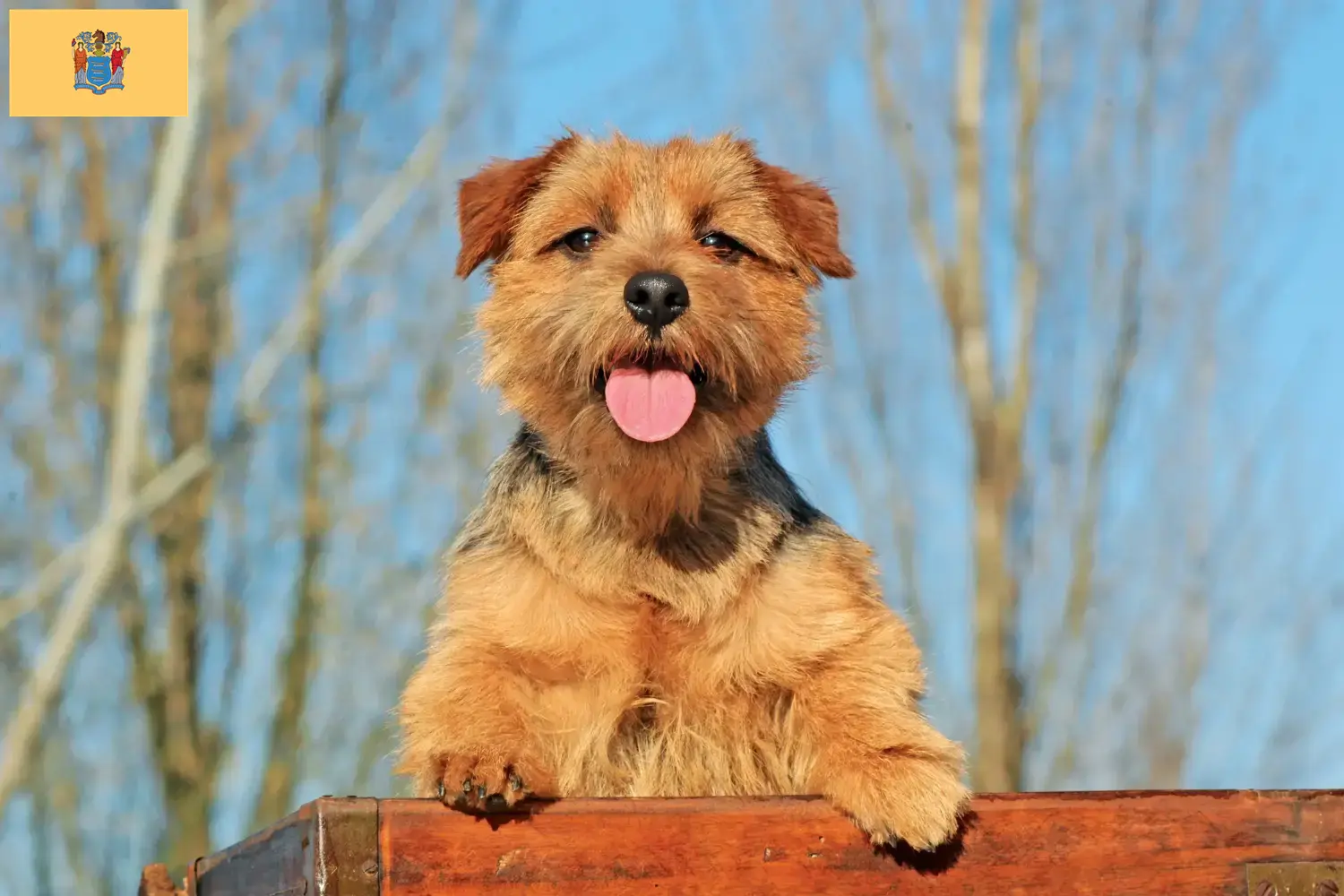 Norfolk Terrier puppies and breeders New Jersey Find Norfolk Terrier breeders in New Jersey.