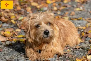 Read more about the article Norfolk Terrier breeders and puppies in New Mexico