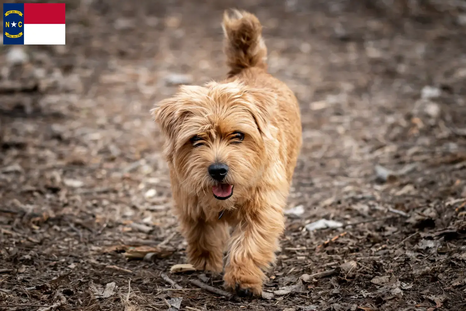 Norfolk Terrier puppies and breeders North Carolina Find Norfolk Terrier breeders in North Carolina.
