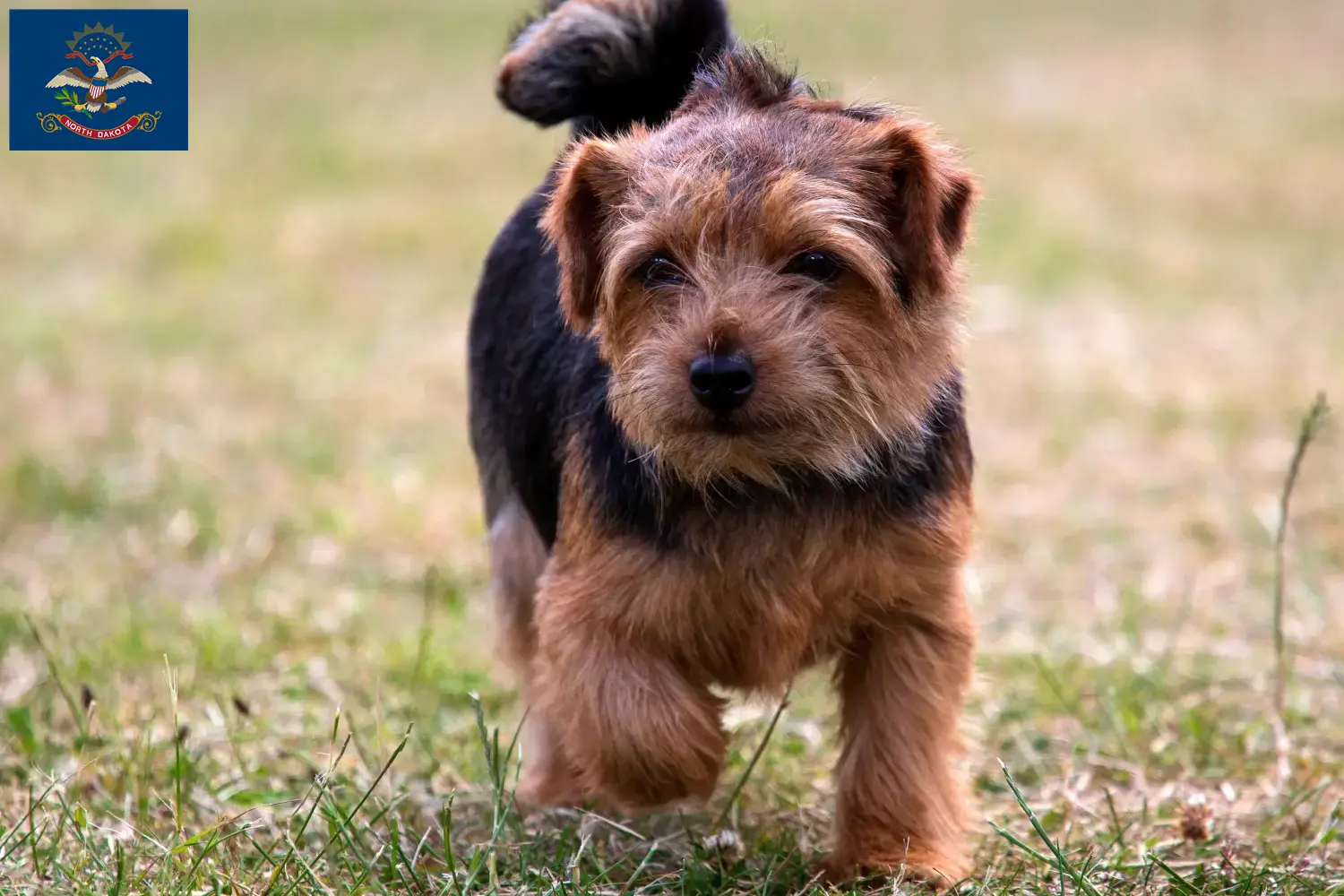 Norfolk Terrier puppies and breeders North Dakota Find Norfolk Terrier breeders in North Dakota.