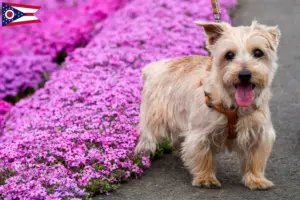 Read more about the article Norfolk Terrier breeders and puppies in Ohio