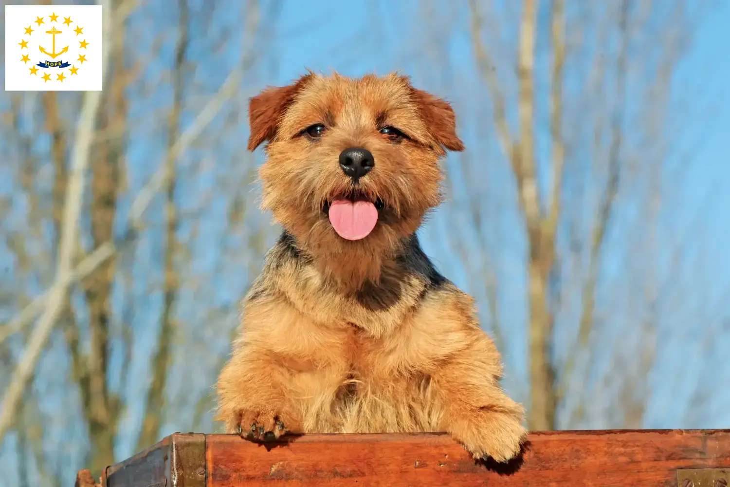 Norfolk Terrier puppies and breeders Rhode Island Find Norfolk Terrier breeders in Rhode Island.