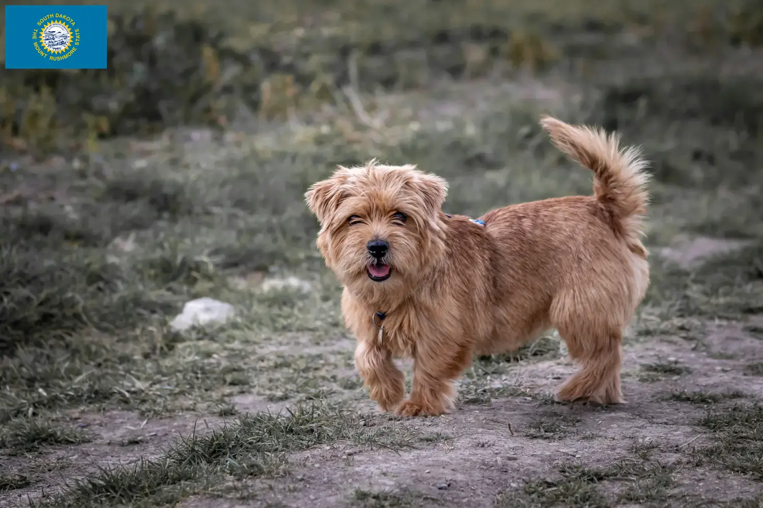 Norfolk Terrier puppies and breeders South Dakota Find Norfolk Terrier breeders in South Dakota.