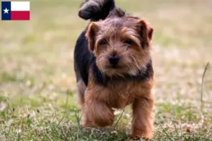 Read more about the article Norfolk Terrier breeders and puppies in Texas