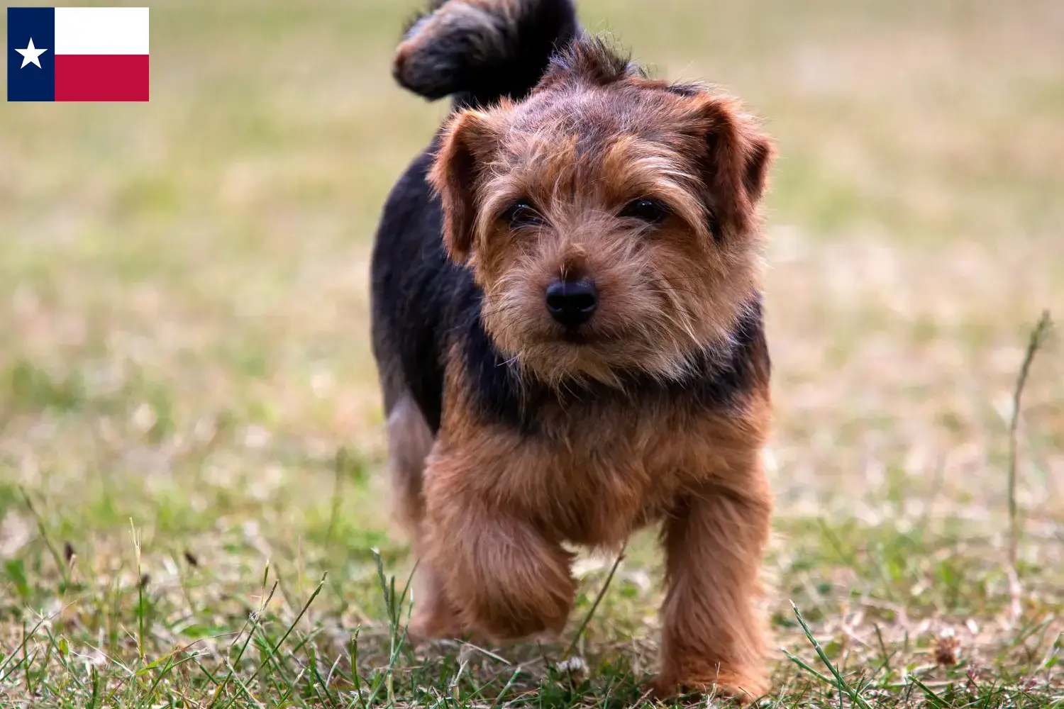 Norfolk Terrier puppies and breeders Texas Find Norfolk Terrier breeders in Texas.