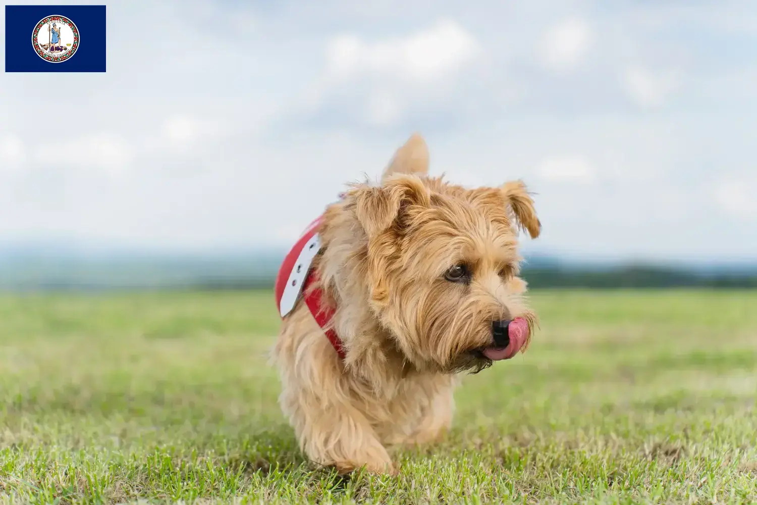 Norfolk Terrier puppies and breeder Virginia Find Norfolk Terrier breeders in Virginia.