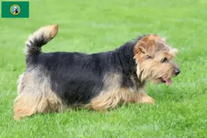 Read more about the article Norfolk Terrier breeders and puppies in Washington