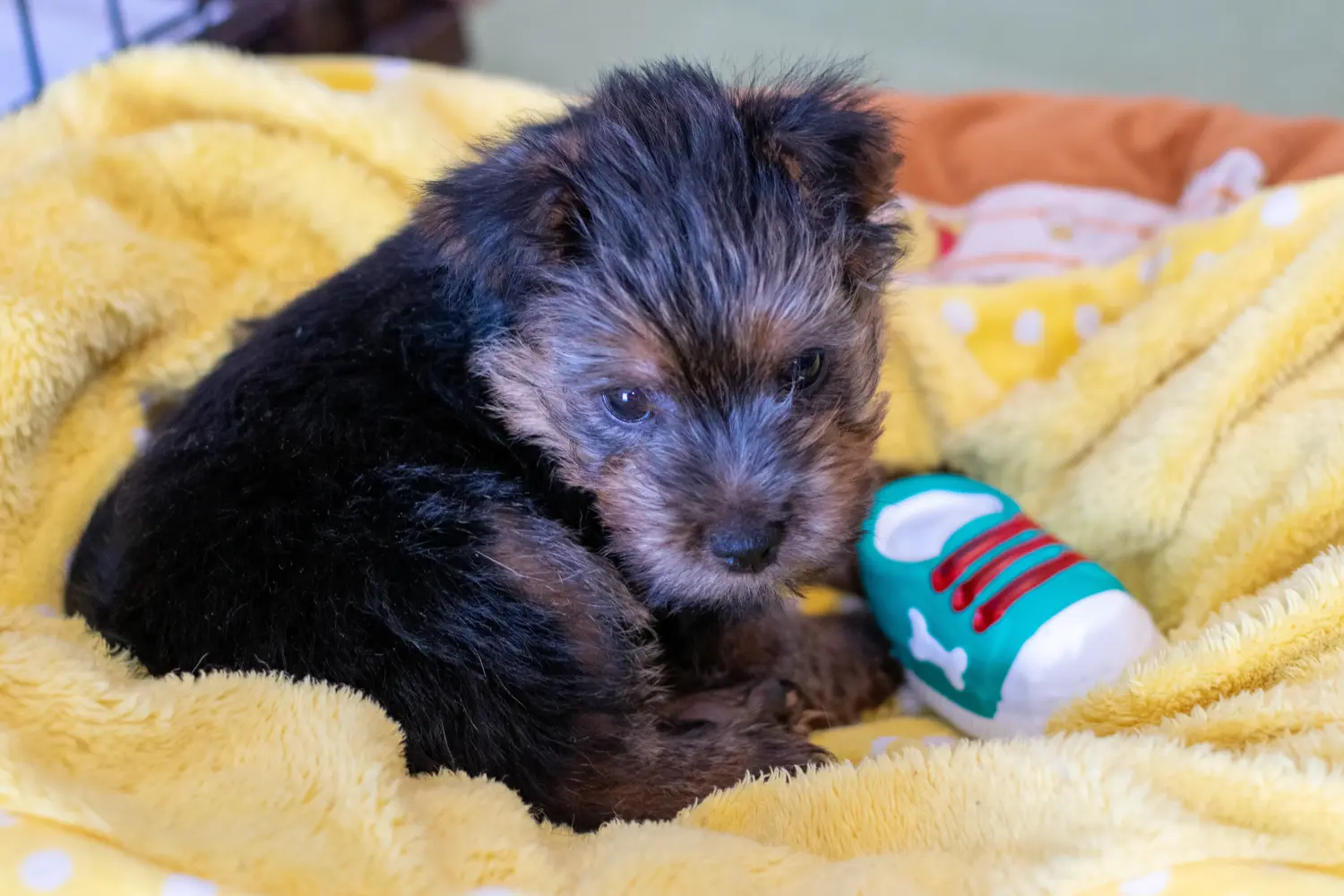 Buying a Norfolk Terrier puppy means taking responsibility! Buy Norfolk Terrier puppies.