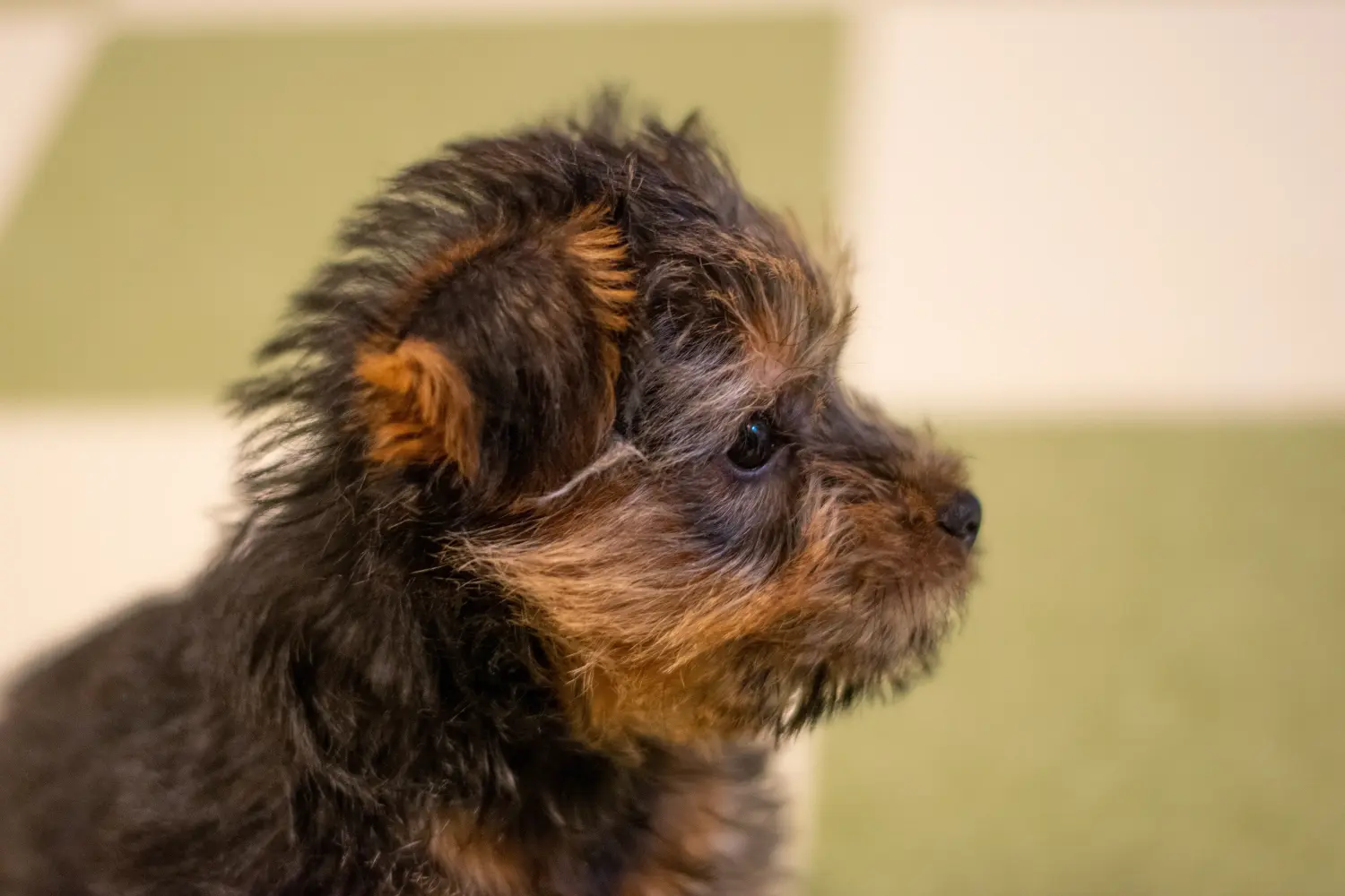 Buying a Norfolk Terrier puppy means taking responsibility! Buy Norfolk Terrier puppies.