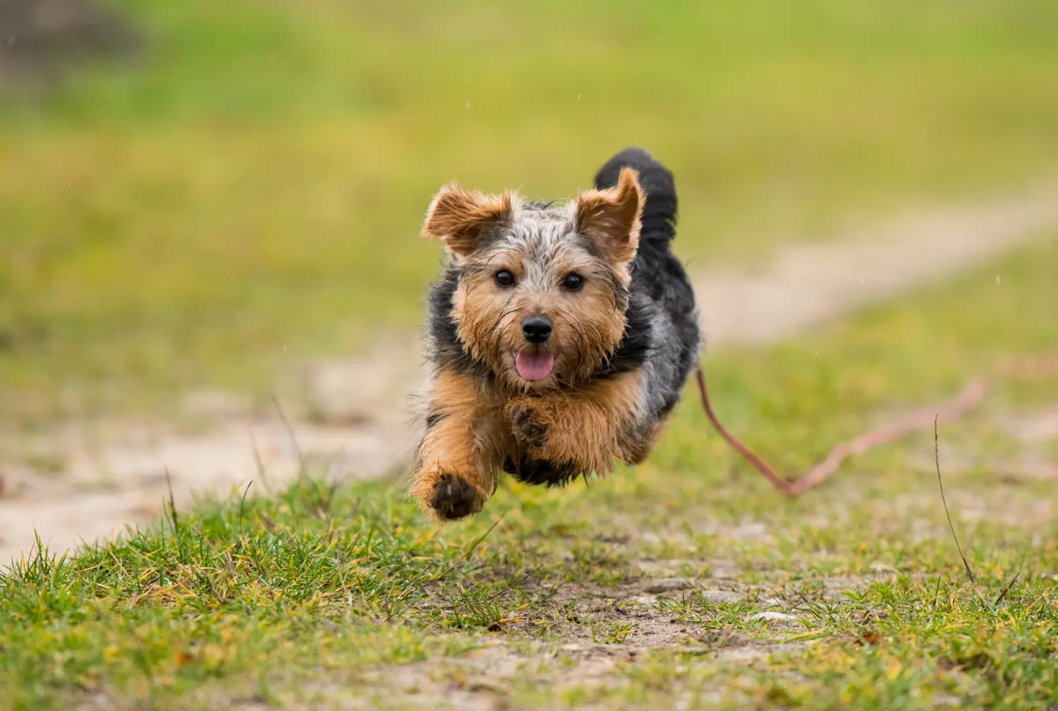 Buying a Norfolk Terrier puppy means taking responsibility! Buy Norfolk Terrier puppies.