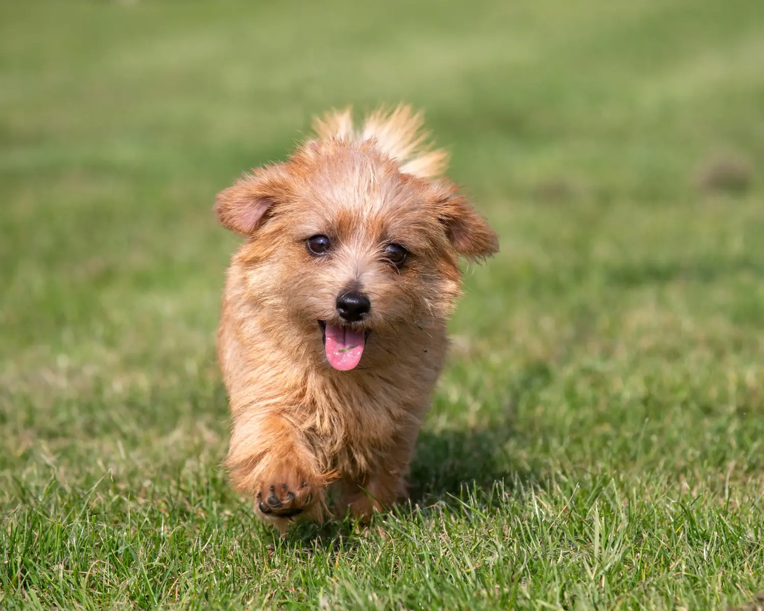 Buying a Norfolk Terrier puppy means taking responsibility! Buy Norfolk Terrier puppies.