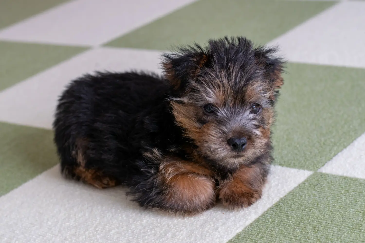Buying a Norfolk Terrier puppy means taking responsibility! Buy Norfolk Terrier puppies.