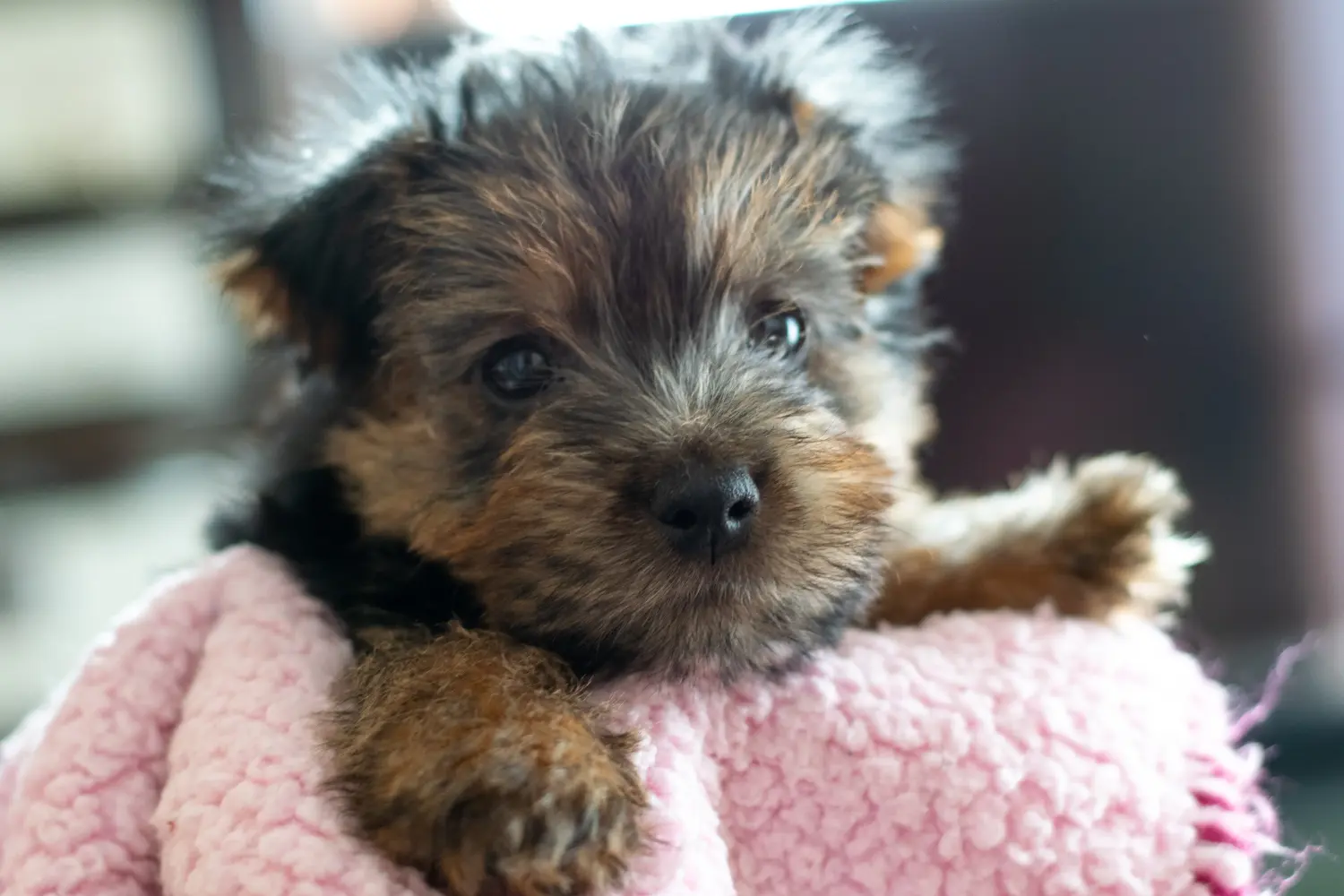 Buying a Norfolk Terrier puppy means taking responsibility! Buy Norfolk Terrier puppies.