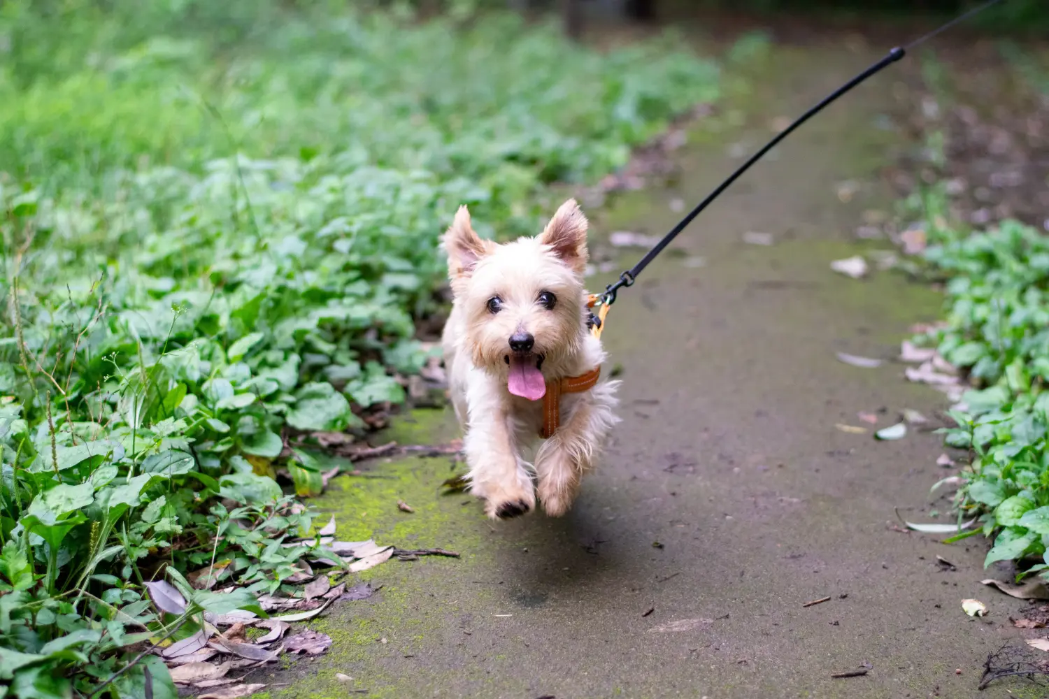 Buying a Norfolk Terrier puppy means taking responsibility! Buy Norfolk Terrier puppies.
