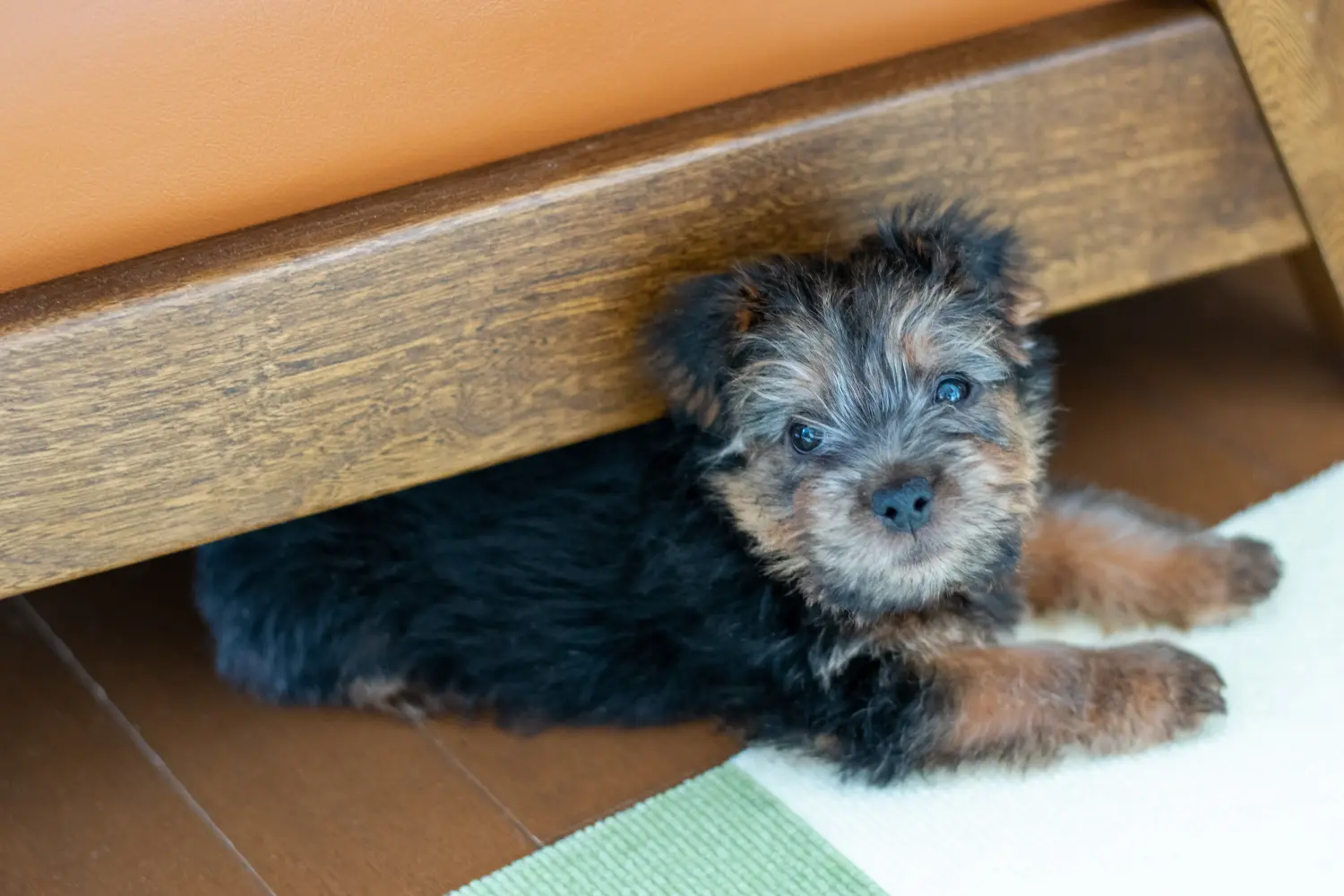 Buying a Norfolk Terrier puppy means taking responsibility! Buy Norfolk Terrier puppies.