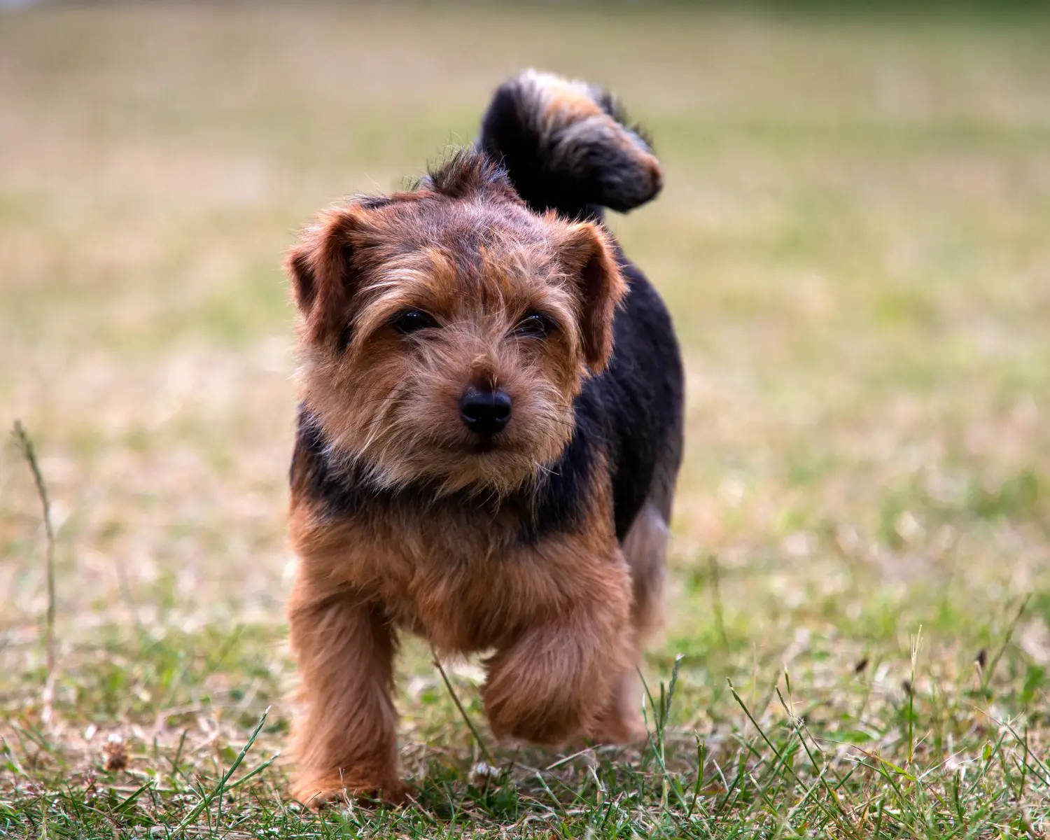 Buying a Norfolk Terrier puppy means taking responsibility! Buy Norfolk Terrier puppies.