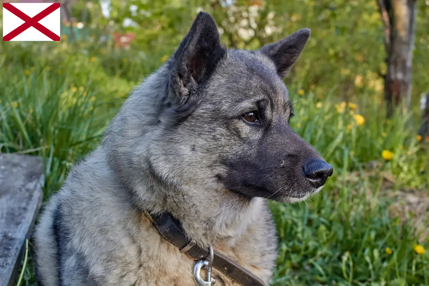 Norwegian Elkhound puppies and breeder Alabama Find Norwegian Elkhound breeders in Alabama here.