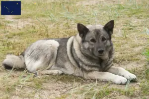 Read more about the article Norwegian Elkhound breeders and puppies in Alaska