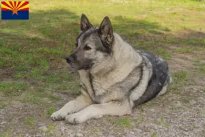 Read more about the article Norwegian Elkhound Breeder and Puppies in Arizona