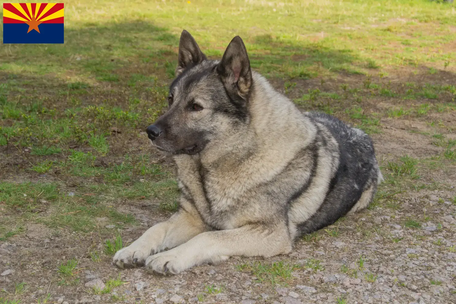 Norwegian Elkhound puppies and breeder Arizona Find Norwegian Elkhound breeders in Arizona.