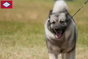 Read more about the article Norwegian Elkhound breeders and puppies in Arkansas