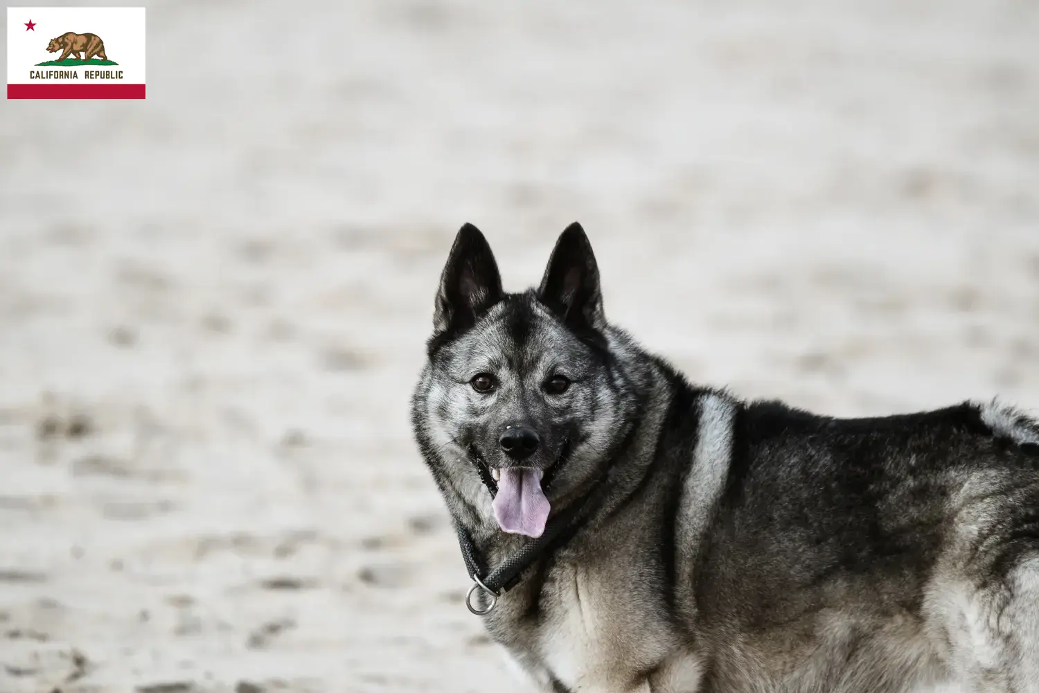 Norwegian Elkhound puppies and breeder California Here you can find Norwegian Elkhound breeders in California.