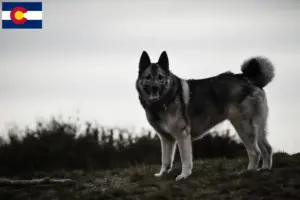 Read more about the article Norwegian Elkhound breeders and puppies in Colorado
