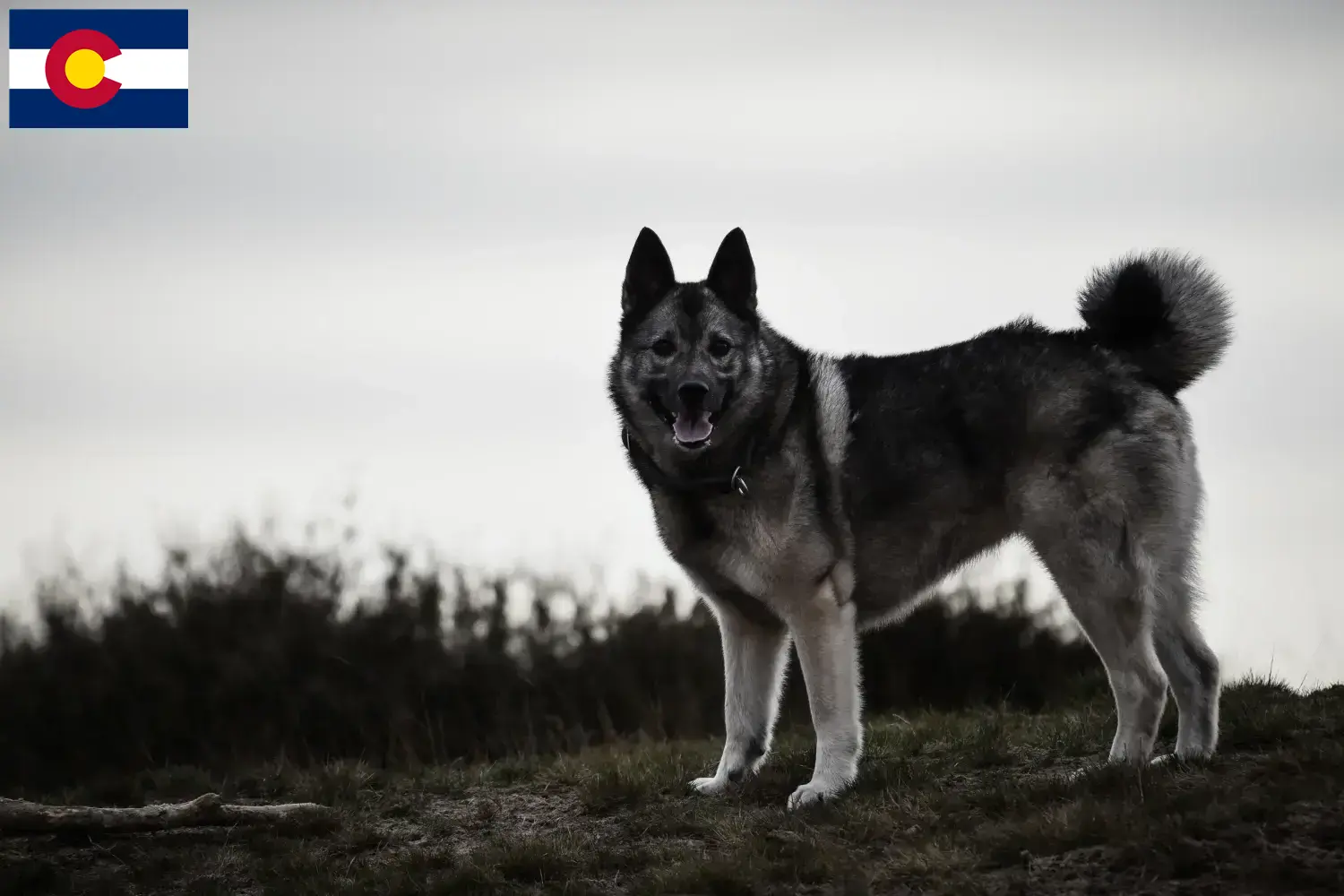 Norwegian Elkhound puppies and breeder Colorado Here you can find Norwegian Elkhound breeders in Colorado.
