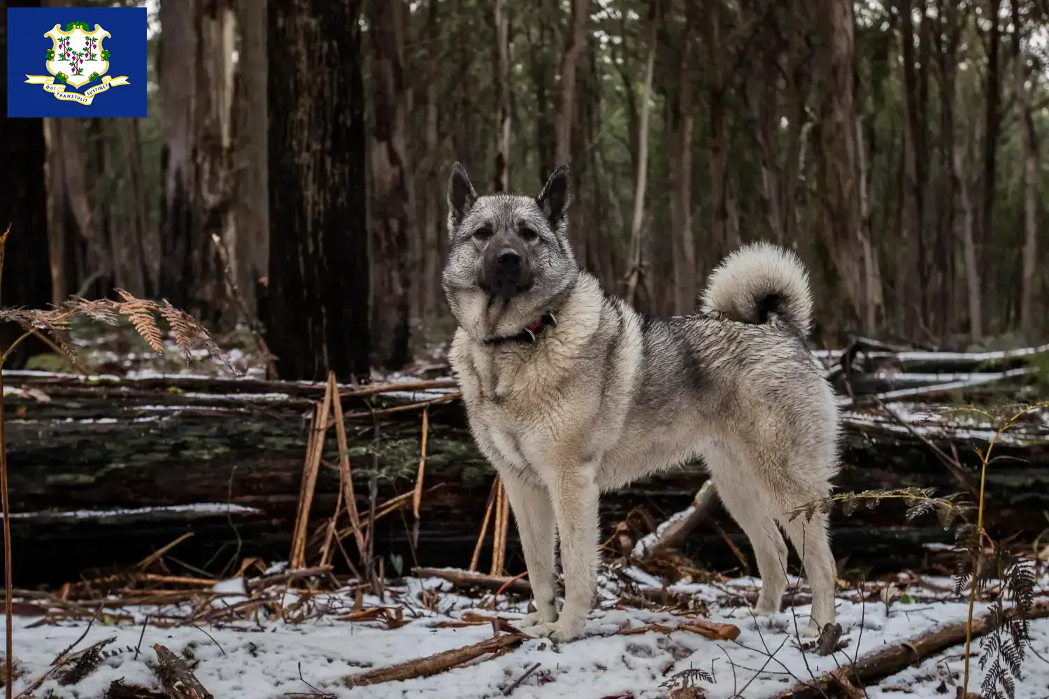 Norwegian Elkhound puppies and breeders Connecticut Find Norwegian Elkhound breeders in Connecticut.