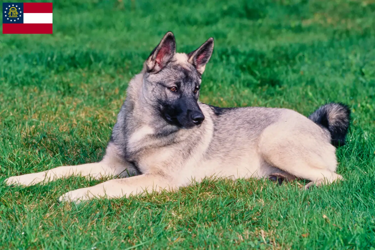 Norwegian Elkhound puppies and breeder Georgia Here you can find Norwegian Elkhound breeders in Georgia.