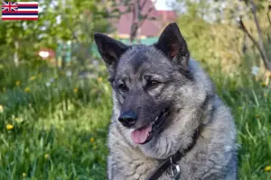 Read more about the article Norwegian Elkhound breeder and puppies in Hawaii