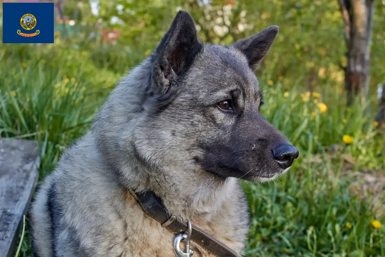 Norwegian Elkhound puppies and breeders Idaho Here you can find Norwegian Elkhound breeders in Idaho.