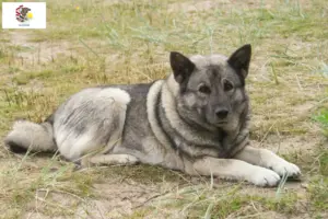 Read more about the article Norwegian Elkhound breeders and puppies in Illinois