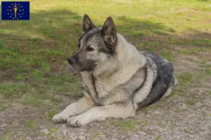 Read more about the article Norwegian Elkhound Breeder and Puppies in Indiana