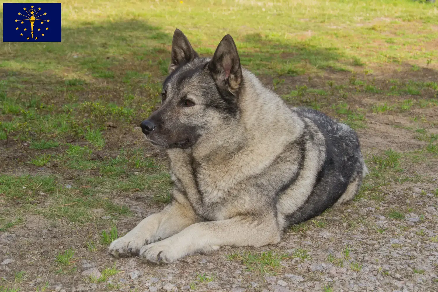 Norwegian Elkhound puppies and breeder Indiana Find Norwegian Elkhound breeders in Indiana.