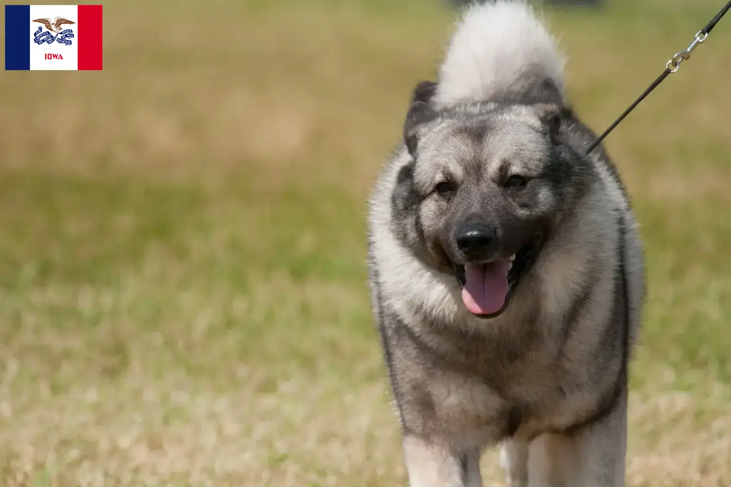 Norwegian Elkhound puppies and breeders Iowa Find Norwegian Elkhound breeders in Iowa here.