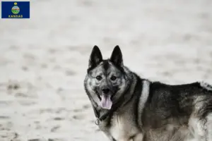 Read more about the article Norwegian Elkhound breeders and puppies in Kansas