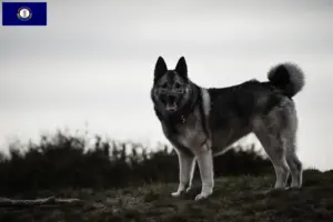 Read more about the article Norwegian Elkhound breeder and puppies in Kentucky