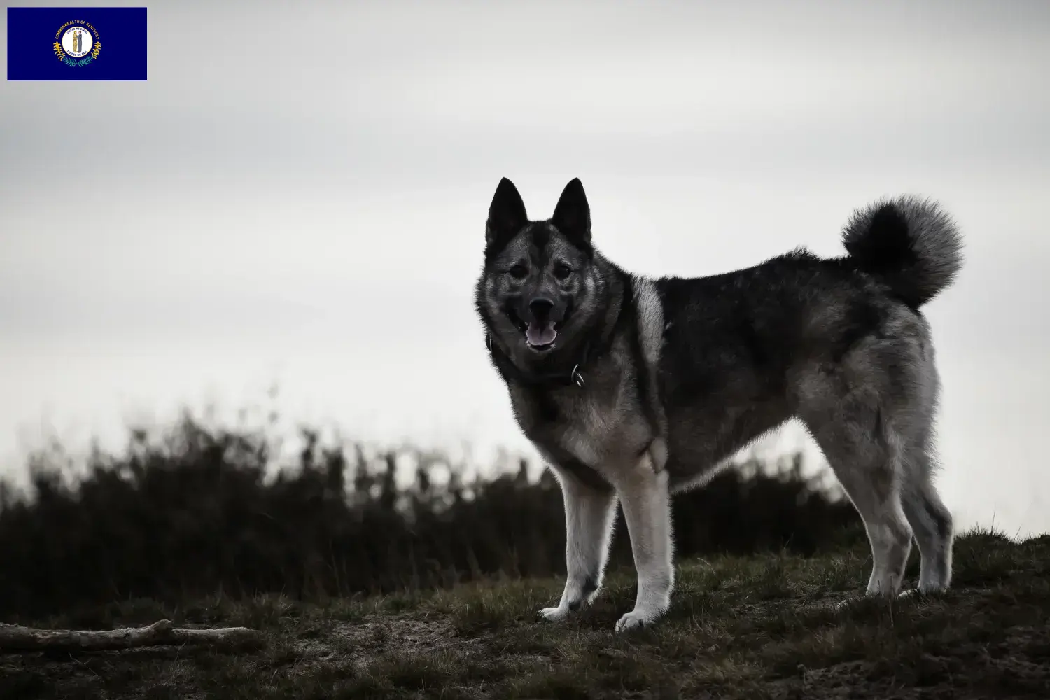 Norwegian Elkhound puppies and breeder Kentucky Here you can find Norwegian Elkhound breeders in Kentucky.
