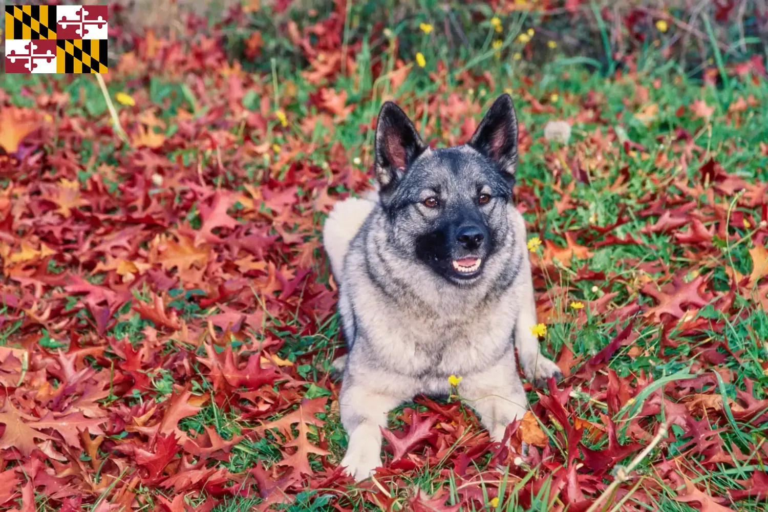 Norwegian Elkhound puppies and breeder Maryland Find Norwegian Elkhound breeders in Maryland here.
