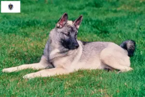 Read more about the article Norwegian Elkhound Breeder and Puppies in Massachusetts