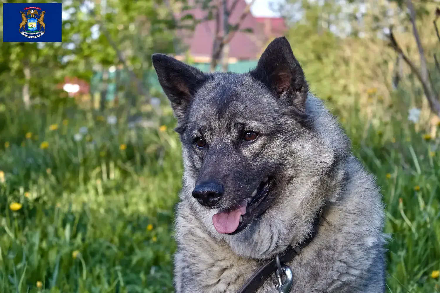 Norwegian Elkhound puppies and breeders Michigan Find Norwegian Elkhound breeders in Michigan.